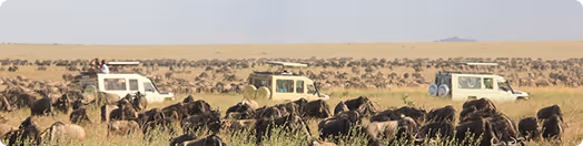 June - October season safari image