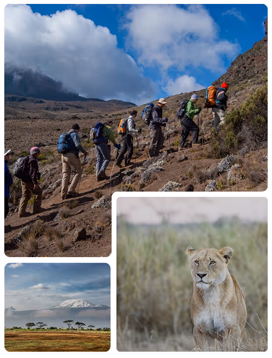 Collage of Kilimanjaro hikers, Tanzanian wildlife, and scenic landscapes